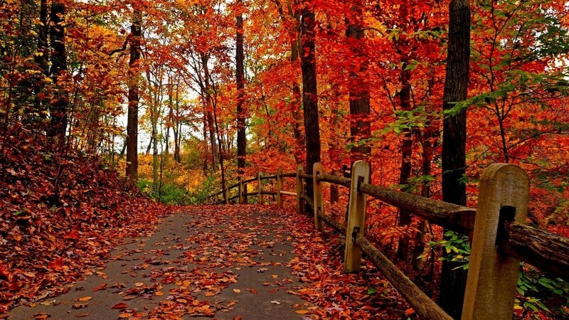 Path in Autumn Forest — Red, Serene, Photograph, Trees, Leaves