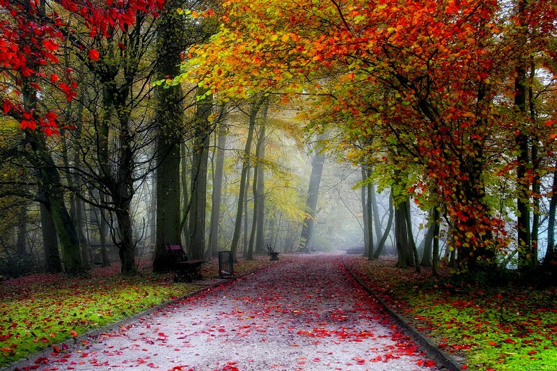Path in Autumn Forest — Red, Serene, Photograph, Trees