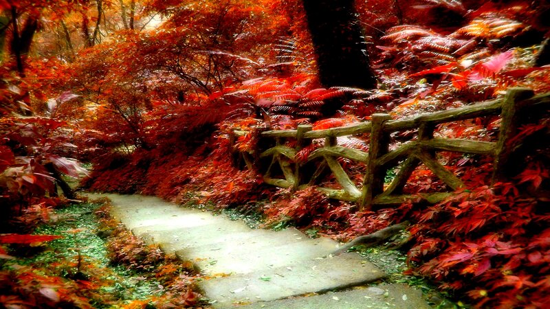 Path in Autumn Forest — Red, Serene