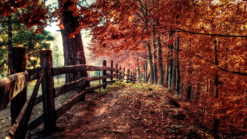 Path in Autumn Forest — Red