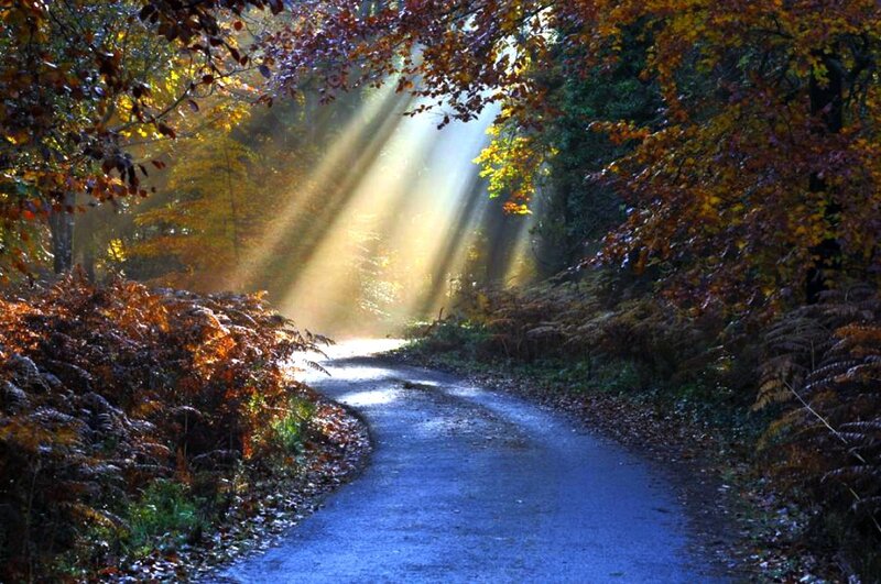 Path in Autumn Forest
