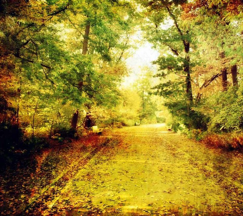 Path in Autumn Forest — Yellow, Serene, Photograph