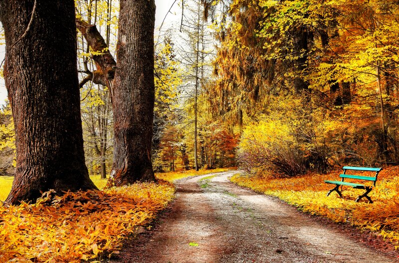 Path in Autumn Forest — Yellow, Serene, Photograph, Trees, Bench