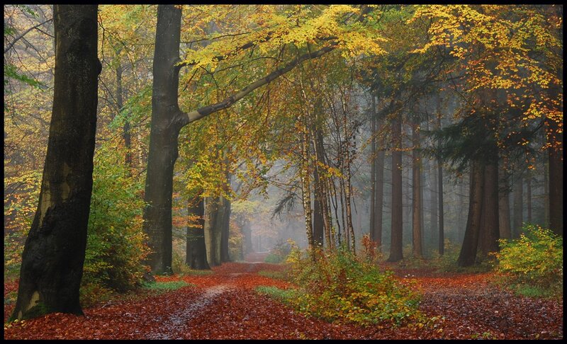 Path in Autumn Forest — Yellow, Serene, Photograph, Trees, Leaves, Fog