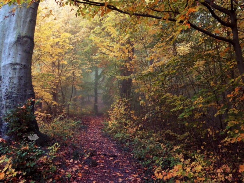 Path in Autumn Forest — Yellow, Serene, Photograph, Trees, Leaves