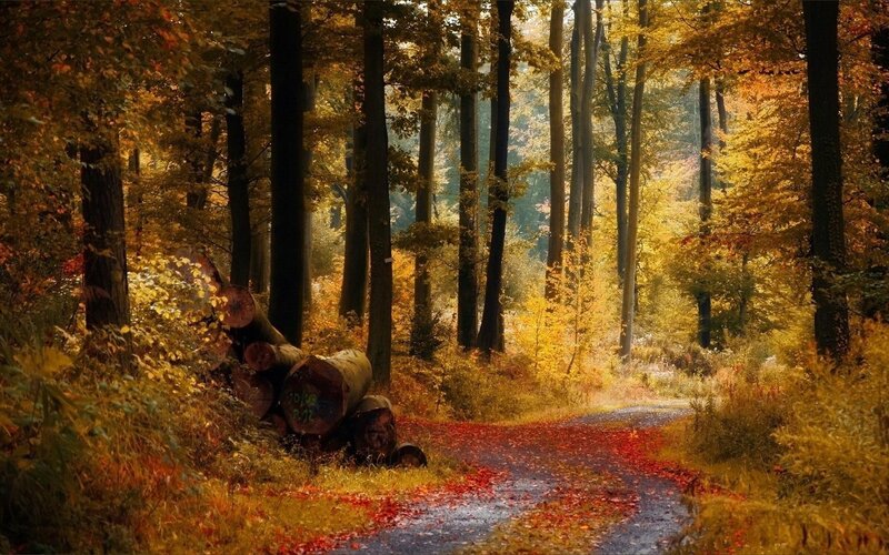 Path in Autumn Forest — Yellow, Serene, Photograph, Trees, Logs