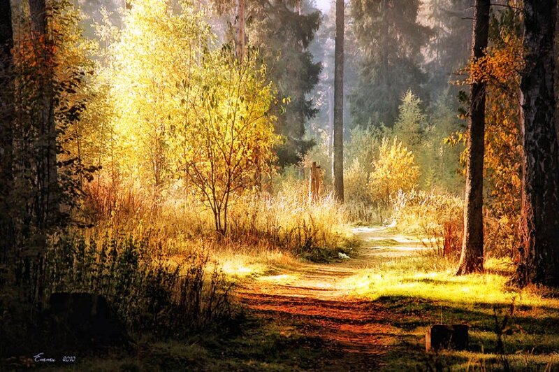 Path in Autumn Forest — Yellow, Serene, Photograph, Trees, Sunlight