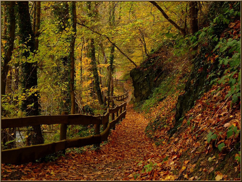 Path in Autumn Forest — Yellow, Serene, Photograph, Trees