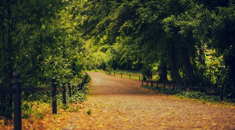 Path in Autumn Park — Green, Serene, Photograph, Trees, Fence