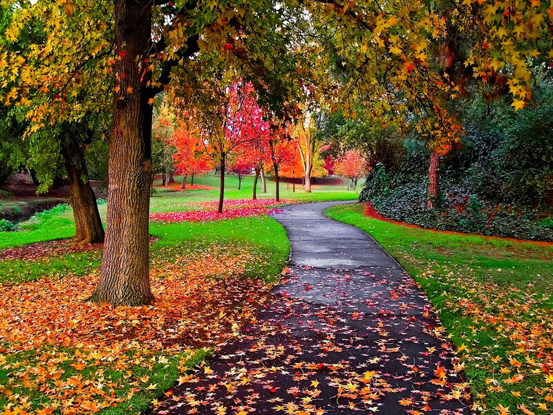 Path in Autumn Park — Green, Serene
