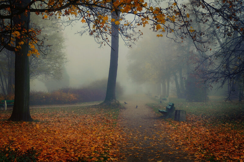 Path in Autumn Park — Orange, Misty