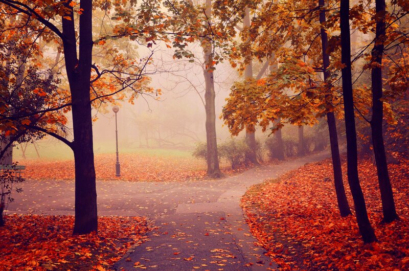Path in Autumn Park — Orange, Serene, Photograph