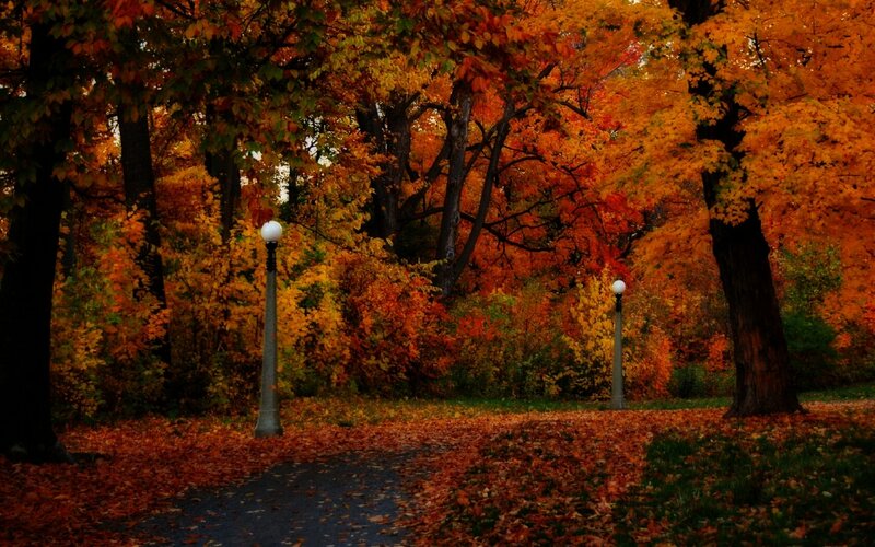 Path in Autumn Park — Orange, Serene, Photograph, Trees, Lampposts
