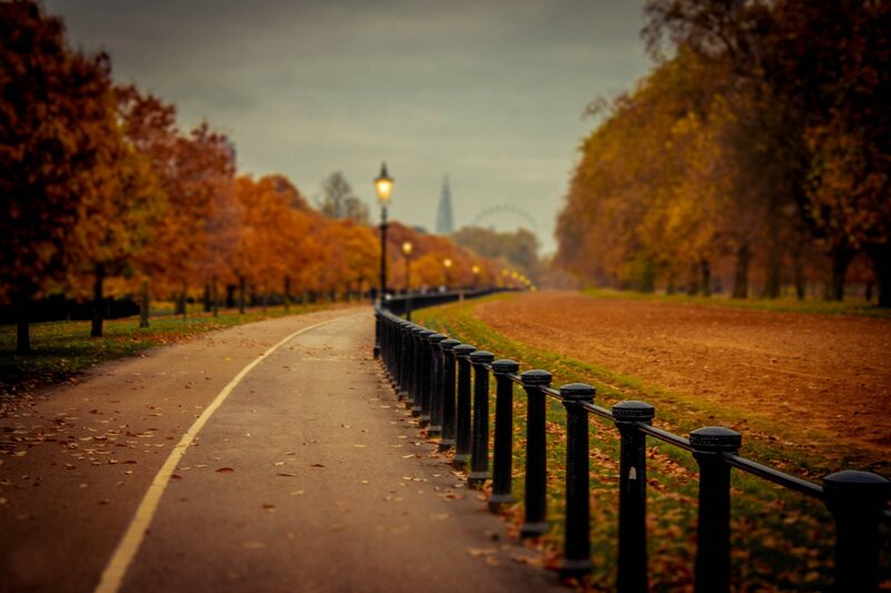 Path in Autumn Park — Orange, Serene