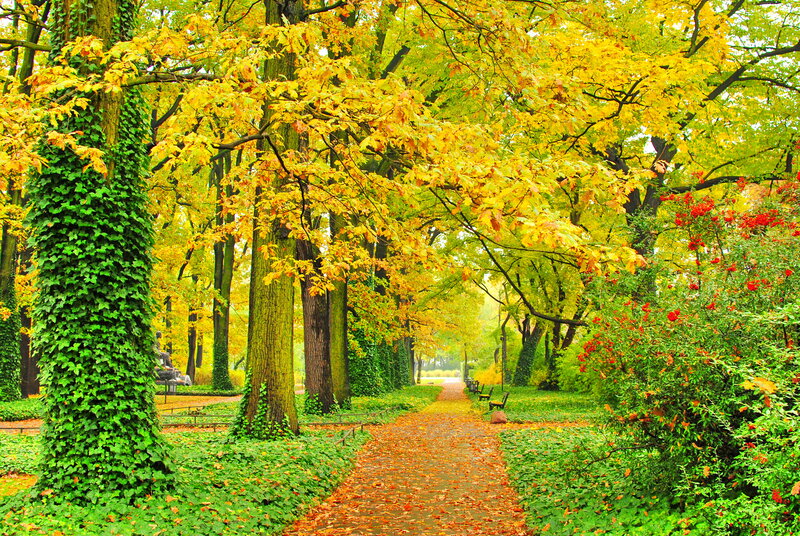Path in Autumn Park — Yellow, Serene