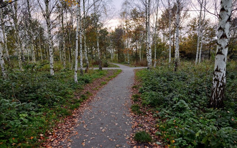 Path in Birch Forest