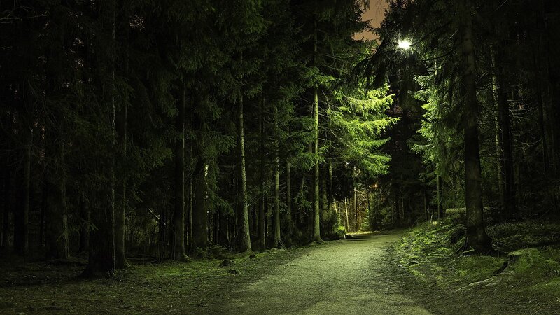 Path in Dark Forest — Green