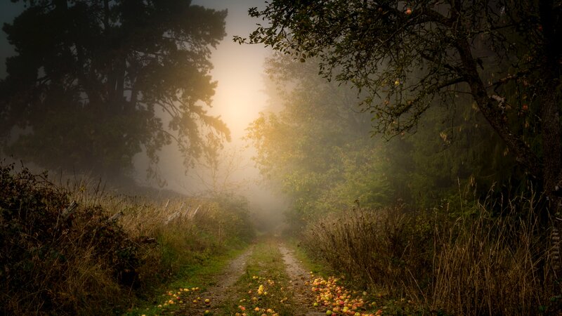 Path in Foggy Forest — Green