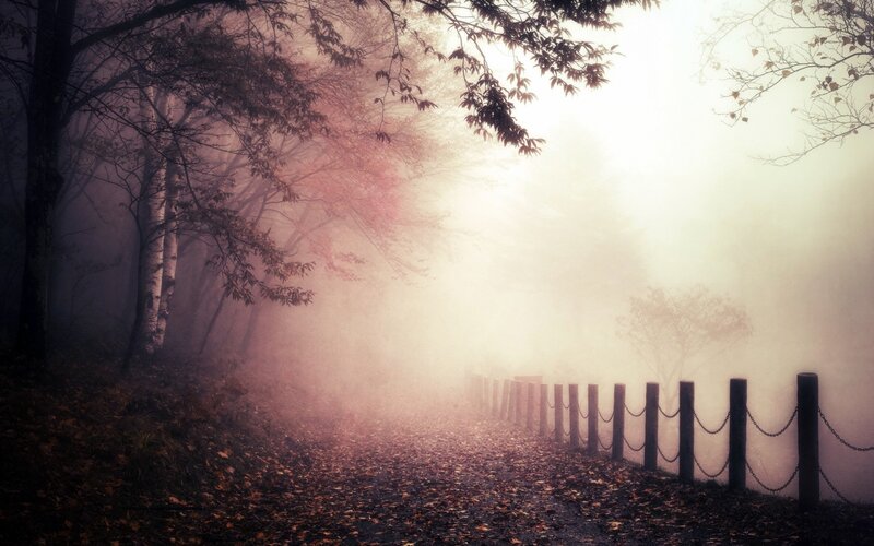 Path in Foggy Forest