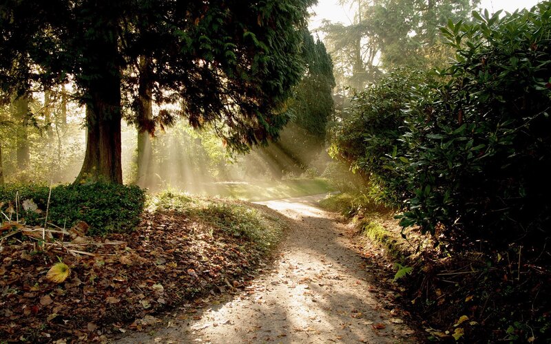 Path in Forest at Sunrise — Green, Serene, Morning