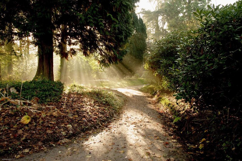 Path in Forest at Sunrise — Green