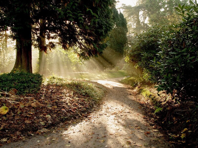 Path in Forest at Sunrise