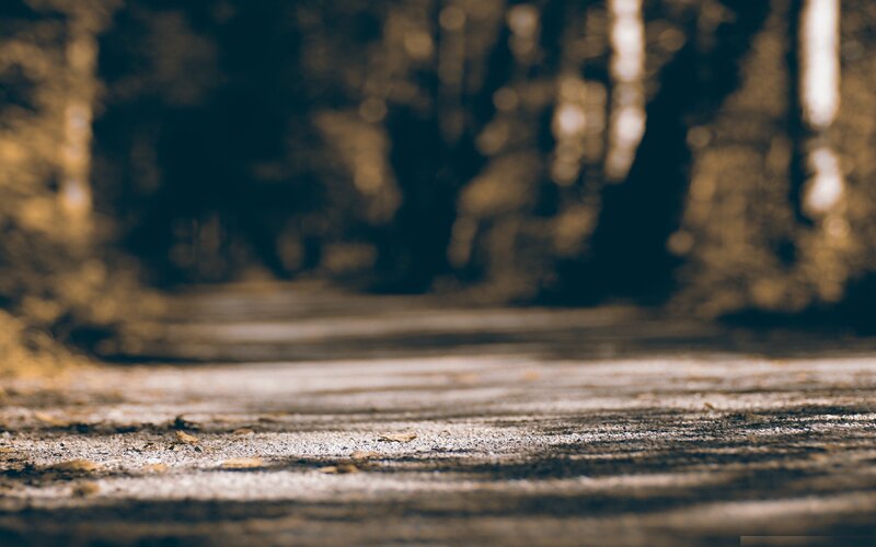 Path in Forest — Brown