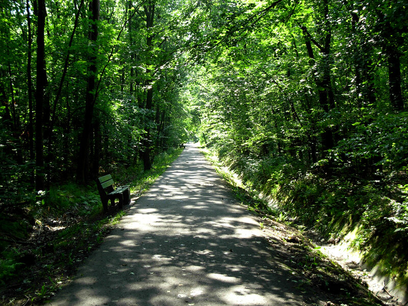 Path in Forest — Green, Serene, Afternoon, Photograph, Bench
