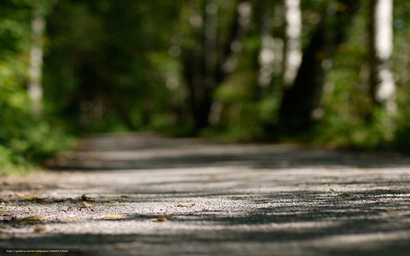 Path in Forest — Green, Serene, Afternoon, Photograph