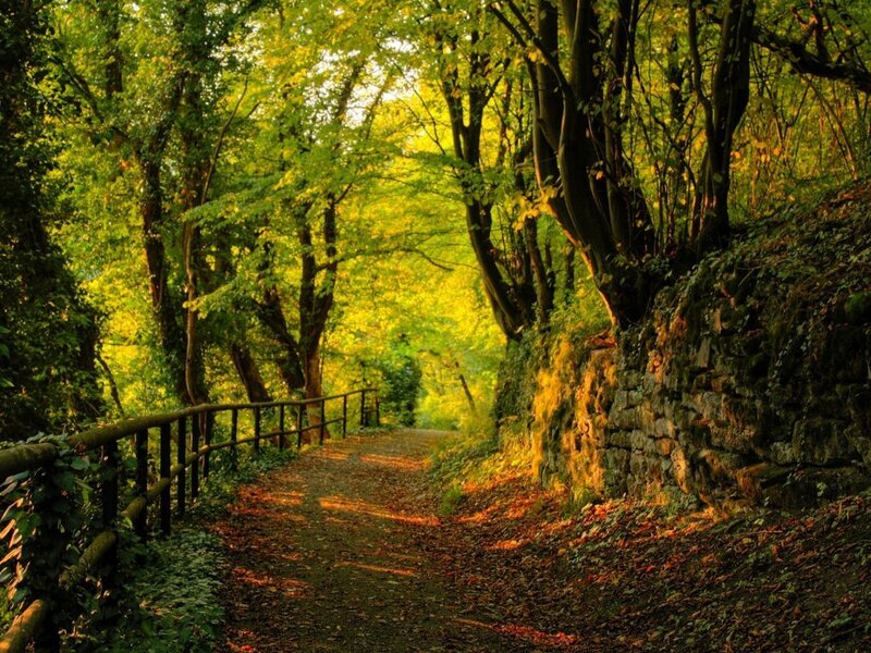 Path in Forest — Green, Serene, Afternoon, Photograph, Trees, Stone Wall, Fence, Brown