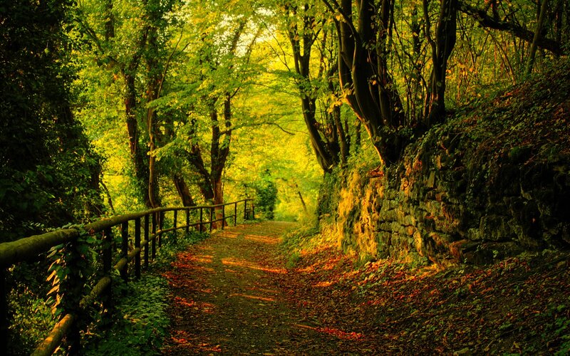Path in Forest — Green, Serene, Afternoon, Photograph, Trees, Stone Wall, Wooden Railing