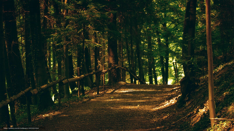 Path in Forest — Green, Serene, Afternoon, Photograph, Trees, Sunlight