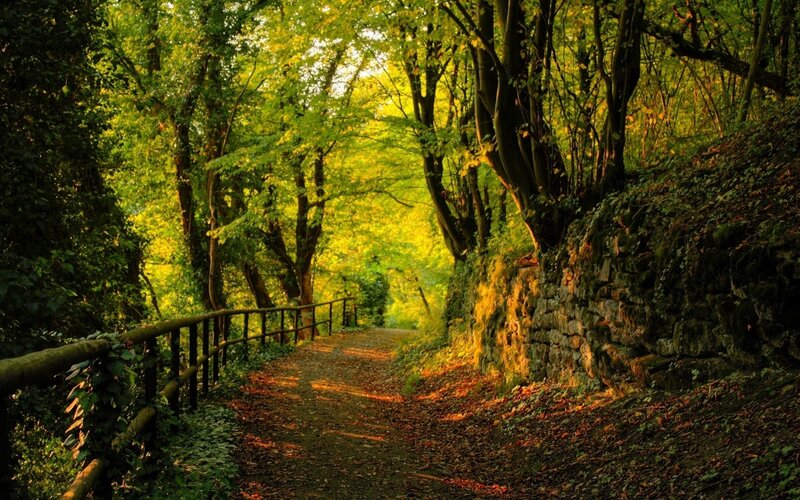 Path in Forest — Green, Serene, Afternoon, Photograph, Trees