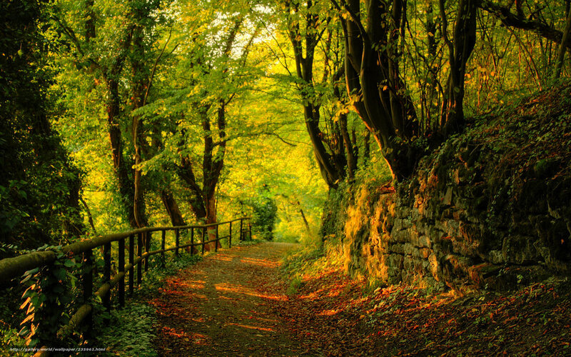 Path in Forest — Green, Serene, Afternoon