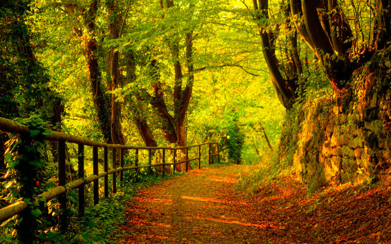 Path in Forest — Green, Serene