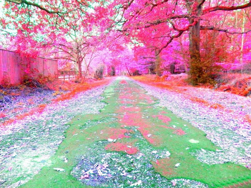 Path in Forest — Pink