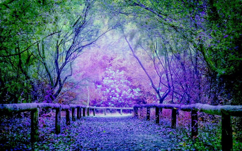 Path in Forest — Purple