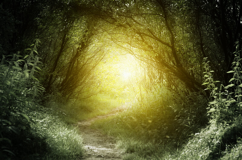 Path in Forest Tunnel — Green