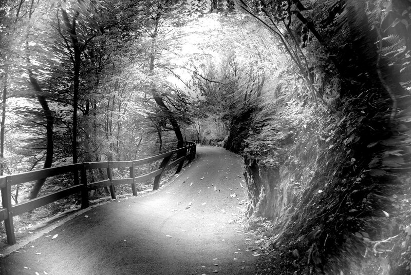 Path in Forest Tunnel