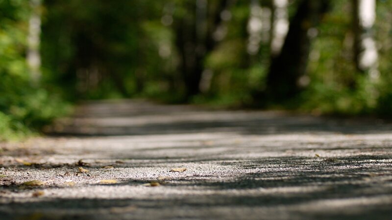 path in forest with dappled light