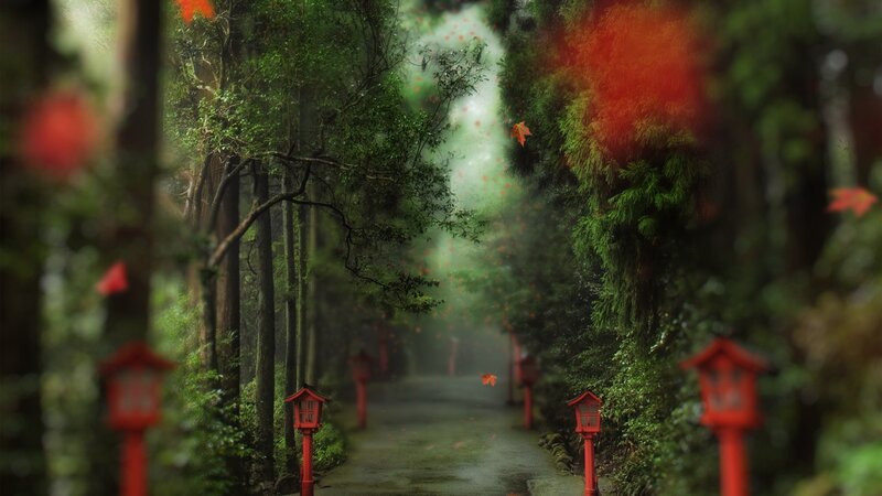 Path in Forest with Lanterns