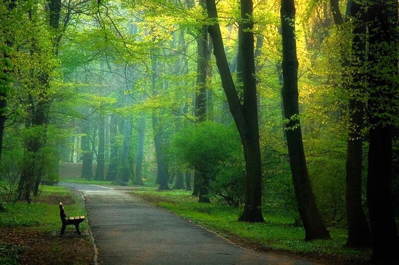 Path in Green Forest