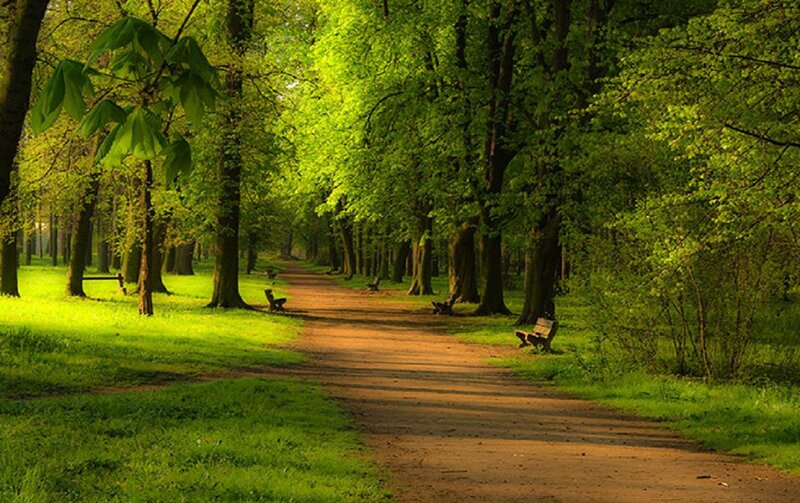 Path in Leafy Park