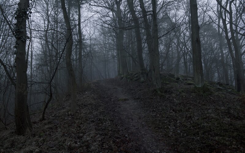 Path in Misty Forest — Gray
