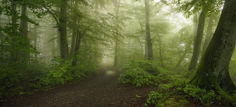 Path in Misty Forest — Green, Morning, Photograph
