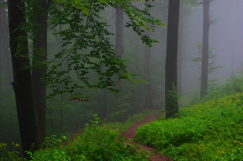 Path in Misty Forest — Green, Morning