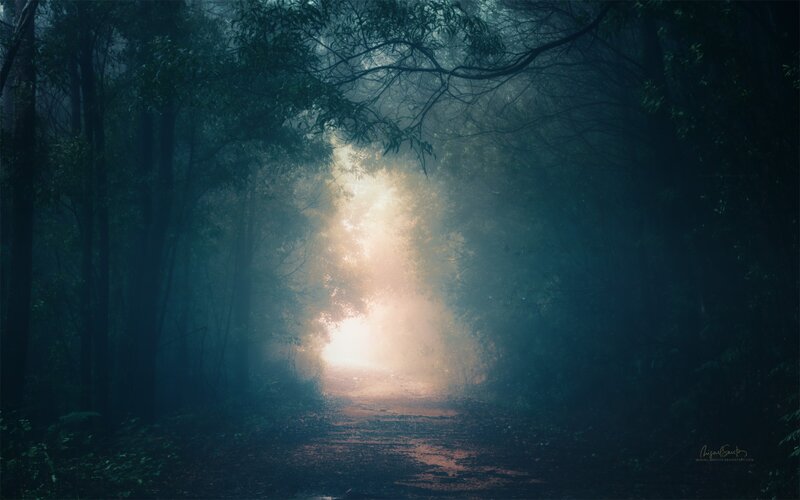 Path in Misty Forest — Green, Mysterious