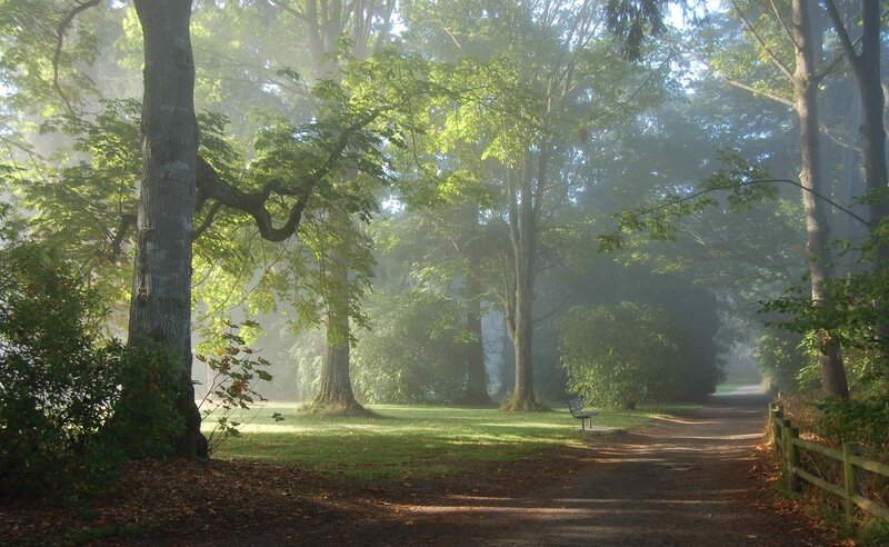 Path in Misty Forest — Green, Serene, Morning