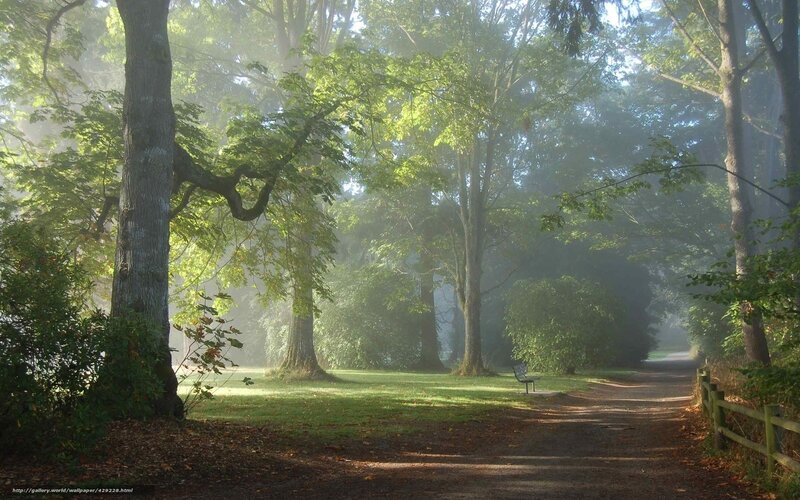 Path in Misty Forest — Green, Serene