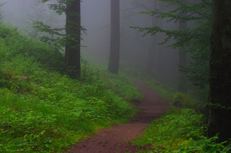 Path in Misty Forest — Green